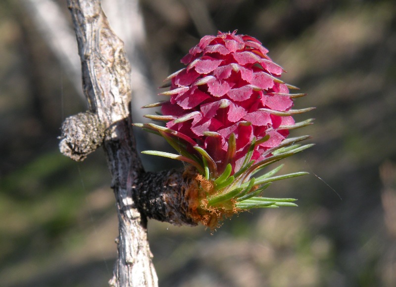 Larix decidua / Larice comune